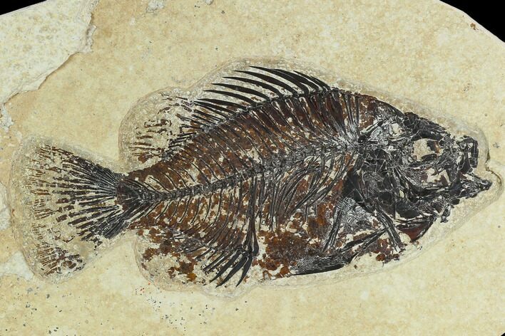 Fossil Fish (Cockerellites) - Green River Formation #129688